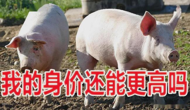 豬價8元橫盤，3月變盤窗口，上下如何選擇？