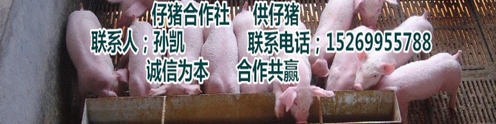 山東仔豬價格